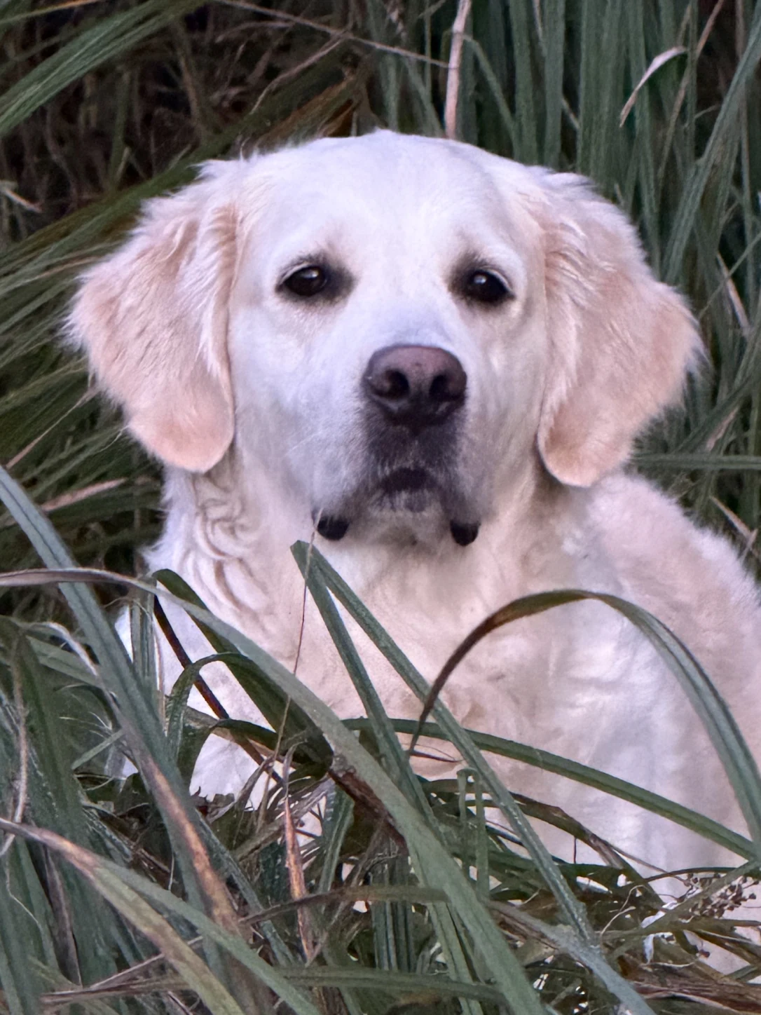 Avant : photo du golden retriever parmi les herbes, recadrée sur son visage